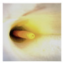Suche nach calla poster Blume