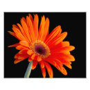 Suche nach orange gerbera kunst Flora