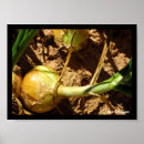 Suche nach zwiebeln kunst Essen