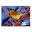 Suche nach vogelkunde postkarten Birdnerd