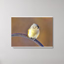 Suche nach vogelfoto Vogelvogel
