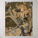 Suche nach cougar poster Wildkatze