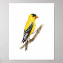 Suche nach amerikanischer vogel poster Aquarell