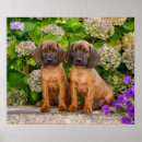 Suche nach flowers poster Cute