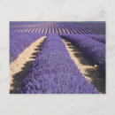 Suche nach valensole postkarten Landwirtschaft