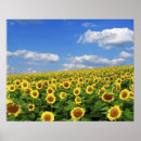 Suche nach gelbe sonnenblume poster Natur