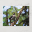 Suche nach galapagos inseln postkarten Vogelvogel