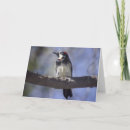 Suche nach spechte karten Vogel