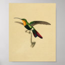 Suche nach kolibri poster Illustration