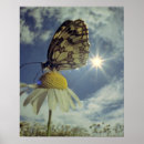 Suche nach kamille poster Blume