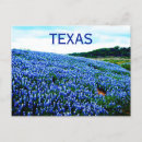 Suche nach texas bluebonnet postkarten Lupine