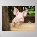 Suche nach rosa schwein poster Glücklich