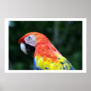 Suche nach macaw poster Parakeet