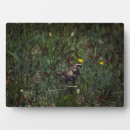 Suche nach wieser fotoplatten Natur