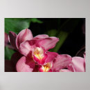 Suche nach rosa orchideen poster Weiß
