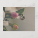 Suche nach weiße blumen postkarten Pflanze
