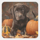 Suche nach schokolade labrador aufkleber Retriefe
