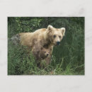 Suche nach tierfamilie postkarten Wildtiere