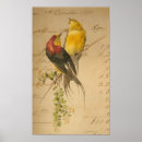 Suche nach bunte vögel poster Vintag