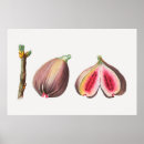Suche nach feigen poster Obst