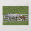 Suche nach fohlen poster Usa