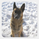 Suche nach schneehunde Haustiere