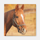 Suche nach cowboy magnete Pferd
