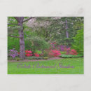 Suche nach azaleen postkarten Fotografie