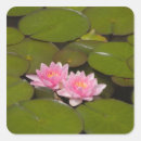 Suche nach seerose aufkleber Blüte