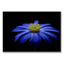 Suche nach afrikanisch tischkarten Blume