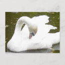 Suche nach schwan postkarten Fotografie