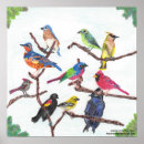 Suche nach singvogel poster Für sie