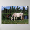 Suche nach araber poster Pferd