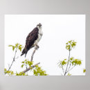 Suche nach talon poster Natur