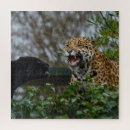 Suche nach jaguar puzzle Große katze
