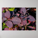 Suche nach dunkelrotes poster Natur