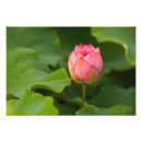 Suche nach kenilworth poster Sommer