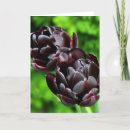 Suche nach tulpen karten Lila