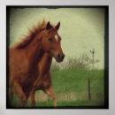 Suche nach scotch poster Pferd