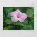 Suche nach hibiskus blume postkarten Rosa
