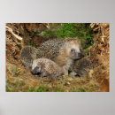 Suche nach babytiere poster Junges tier