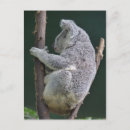Suche nach koala postkarten Lustig