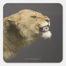 Suche nach profil aufkleber Studioaufnahme