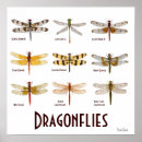 Suche nach spezies poster Natur