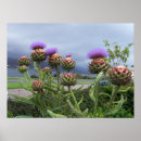 Suche nach scottish poster Blume