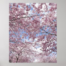 Suche nach kirschbaum poster Natur