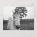 Suche nach farm animal postkarten Bauernhof