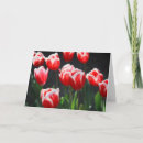 Suche nach weiße tulpen karten Blume
