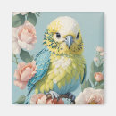 Suche nach parakeet magnete Papagei