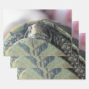 Suche nach schildkröte geschenkpapier Niedlich